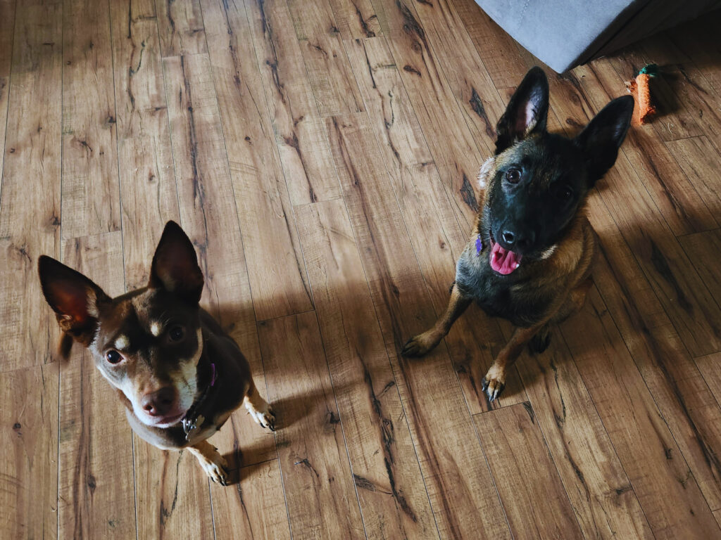 A top-down view of two dogs sitting on a wooden floor, looking up with eager expressions. On the left is Zoey, a small brown and tan mixed breed with large pointed ears and a curious gaze. On the right is Willow, a Belgian Malinois with a tan coat and a black mask, her tongue slightly out in a happy pant. The soft lighting highlights their attentive postures, with a well-loved orange toy resting in the background.